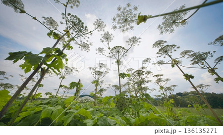 Toxic giant hogweed plants growing tall against a cloudy sky in a summer field 136135271