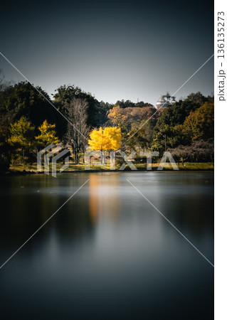 那珂川河畔公園の清水池に映る秋のイチョウ 136135273