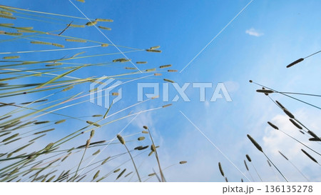 Wild grass reaching blue sky, low angle view in a summer meadow Wild grass reaching blue sky, low angle view in a summer meadow 136135278