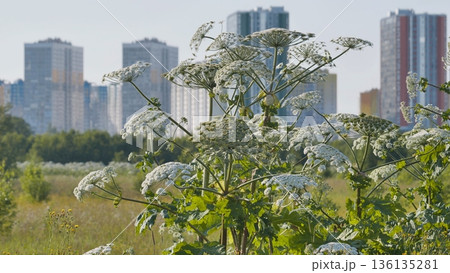 Giant hogweed blooming in a wild field with a modern city skyline background Giant hogweed blooming in a wild field with a modern city skyline background 136135281