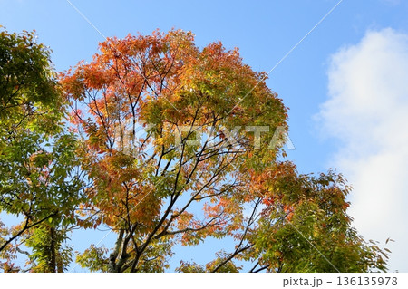 色づく ケヤキの葉 鮮やか 色づく ケヤキの葉 鮮やか 136135978