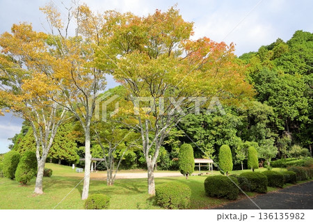 色づく　ケヤキの葉 136135982