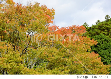 色づく　ケヤキの葉　鮮やか 136135984