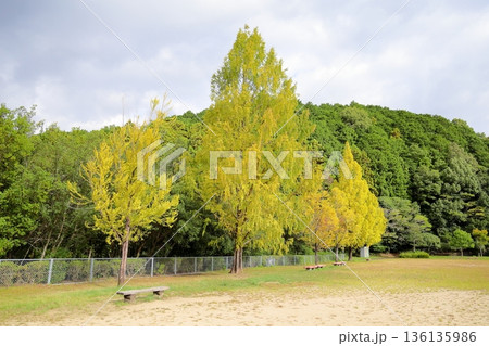 色づく　メタセコイアの葉　黄葉 136135986