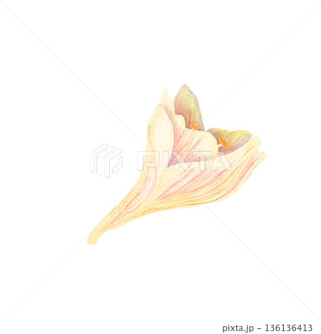 Exotic flower bud watercolor isolated on white, hippeastrum perfect for branding, packaging, invitations, stationery and modern decorative compositions. Pastel tones, elegant form, floral clip art Exotic flower bud watercolor isolated on white, hippeastrum perfect for branding, packaging, invitations, stationery and modern decorative compositions. Pastel tones, elegant form, floral clip art 136136413