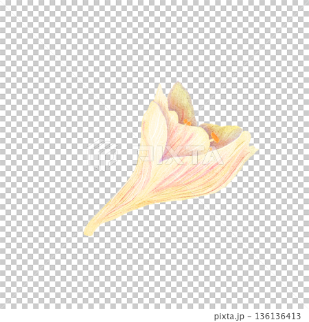 Exotic flower bud watercolor isolated on white, hippeastrum perfect for branding, packaging, invitations, stationery and modern decorative compositions. Pastel tones, elegant form, floral clip art 136136413