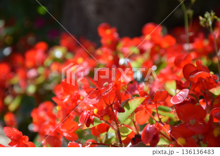赤いベゴニアの花 136136483