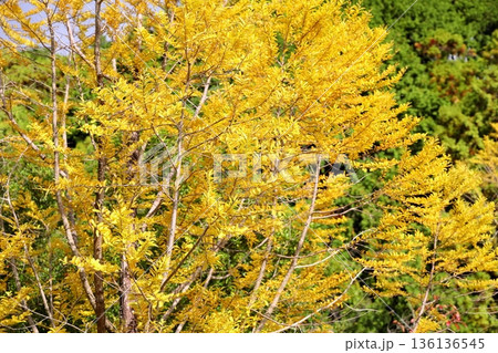 メタセコイアの葉　黄葉 136136545
