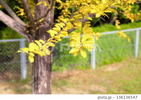 メタセコイアの葉　黄葉 136136547