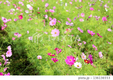 可愛い　コスモスの花 136136553