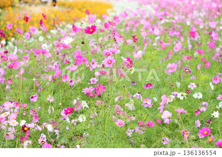 可愛い　コスモスの花 136136554
