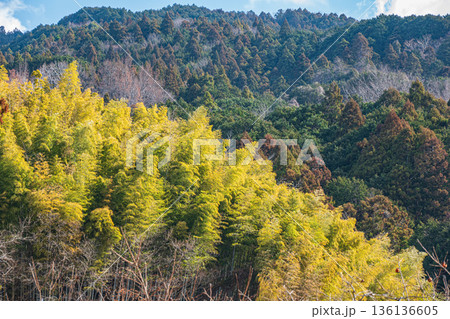 明日香村の冬の竹林 奈良県 明日香村の冬の竹林 奈良県 136136605
