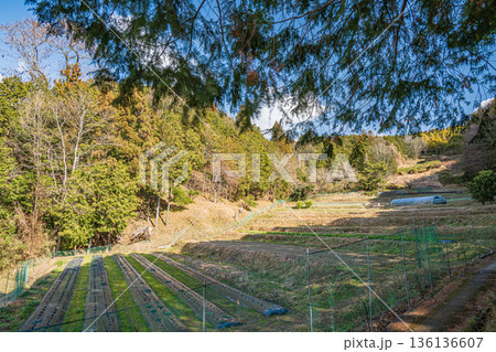 明日香村の段々畑 奈良県 明日香村の段々畑 奈良県 136136607