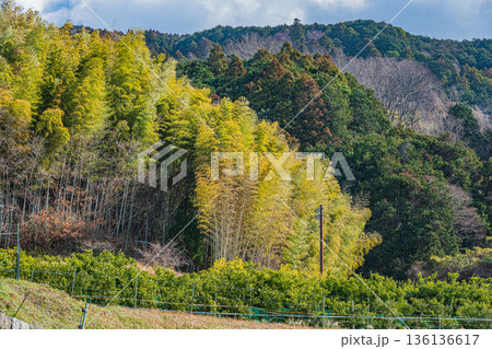 明日香村の竹林 奈良県 明日香村の竹林 奈良県 136136617