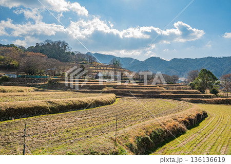 明日香村の冬の棚田風景　奈良県 136136619