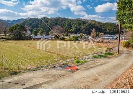 明日香村の冬の棚田風景　奈良県 136136621