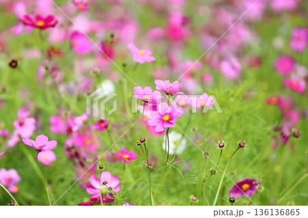 可愛い　コスモスの花 136136865