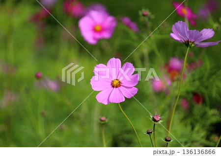 可愛い コスモスの花 可愛い コスモスの花 136136866