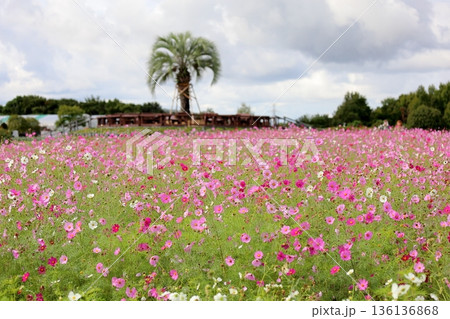 可愛い コスモスの花 可愛い コスモスの花 136136868
