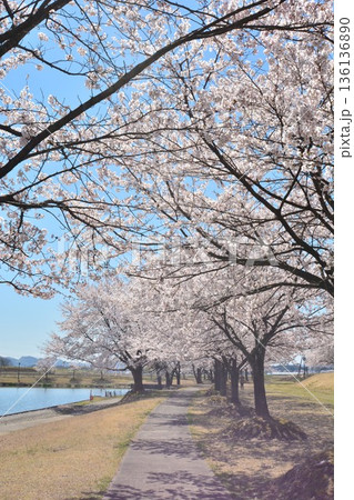 満開に咲く新潟県長岡市越路河川公園の桜 136136890