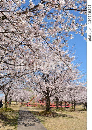満開に咲く新潟県長岡市越路河川公園の桜 満開に咲く新潟県長岡市越路河川公園の桜 136136891