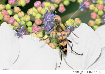 アジサイの花に乗るヨツスジハナカミキリ 136137169
