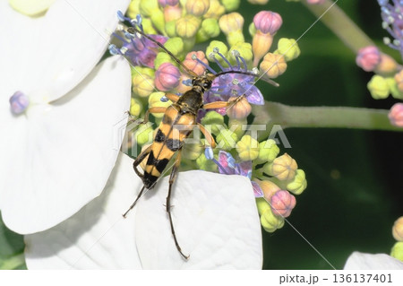 アジサイの花に乗るヨツスジハナカミキリ アジサイの花に乗るヨツスジハナカミキリ 136137401