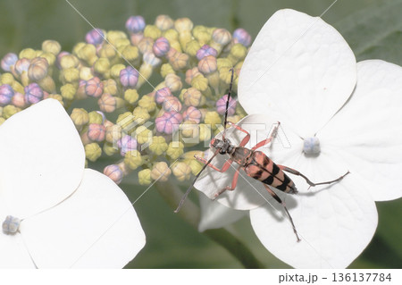 アジサイの花に乗るヨツスジハナカミキリ アジサイの花に乗るヨツスジハナカミキリ 136137784