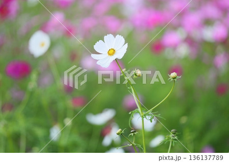 爽やか コスモスの花 爽やか コスモスの花 136137789