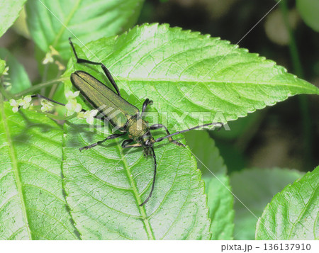 アオカミキリ 136137910