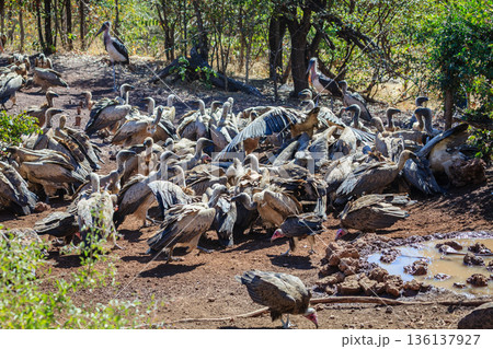 Vulture feast 136137927