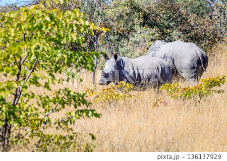 Baby rhino and the mother 136137929