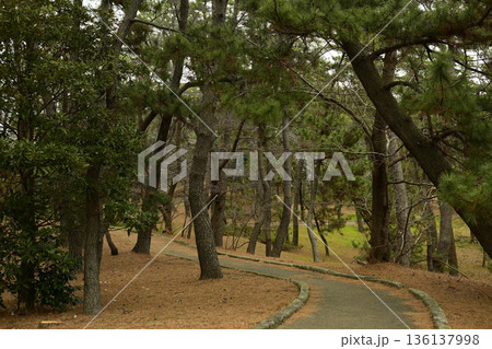 稲毛の松林　稲毛公園 136137998