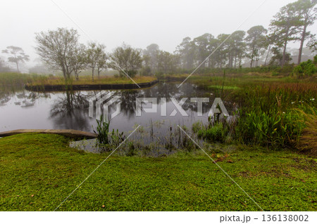 Pond with Tree Reflections During a Misty Morning, Fort Pierce, Florida 136138002