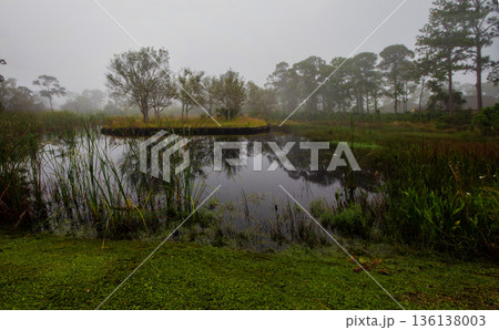 Pond with Tree Reflections During a Misty Morning, Fort Pierce, Florida 136138003