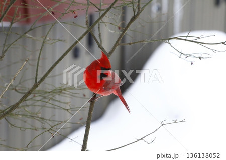 Male Cardinal Sitting on a Branch During a Winter Day Male Cardinal Sitting on a Branch During a Winter Day 136138052