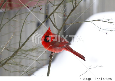 Male Cardinal Sitting on a Branch During a Winter Day 136138060