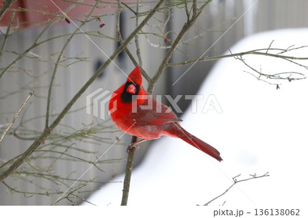 Male Cardinal Sitting on a Branch During a Winter Day Male Cardinal Sitting on a Branch During a Winter Day 136138062