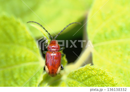 フタホシオオノミハムシ 136138332