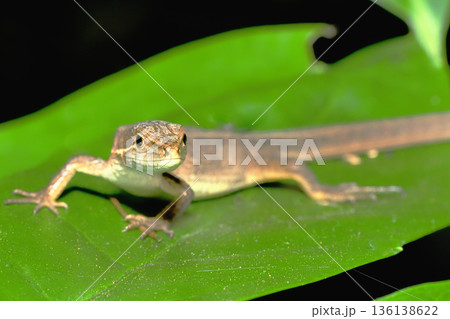 ニホンカナヘビ ニホンカナヘビ 136138622