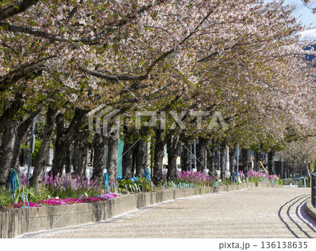 桜並木と散る花びら 136138635