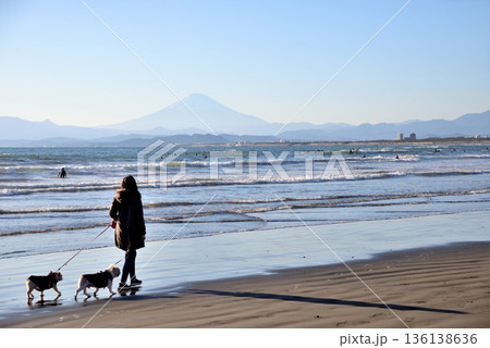 富士山が見える鵠沼海岸で二匹の犬の散歩をする女性 富士山が見える鵠沼海岸で二匹の犬の散歩をする女性 136138636