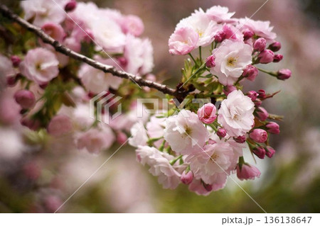 里桜 ピンク色で八重咲きの花 里桜 ピンク色で八重咲きの花 136138647