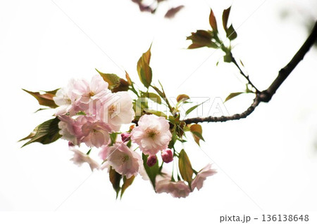 里桜 ピンク色で八重咲きの花 里桜 ピンク色で八重咲きの花 136138648