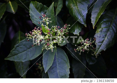 青木の小さな花咲く 136138650