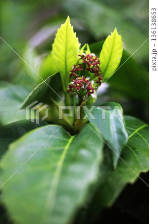 青木の花と若葉 136138653