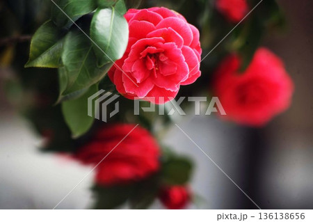椿 赤くて牡丹咲きの花 椿 赤くて牡丹咲きの花 136138656