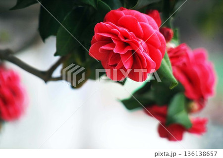 椿　赤くて牡丹咲きの花 136138657