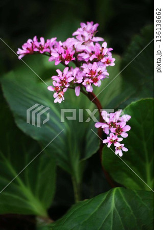 ヒマラヤユキノシタの花 136138662