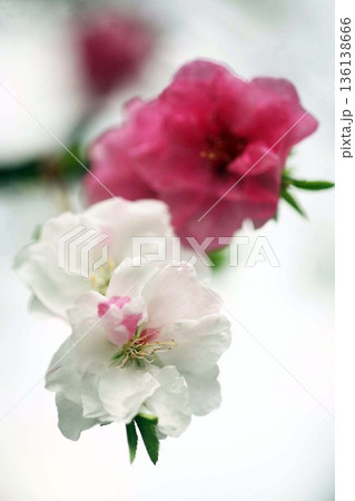 しだれ桃 紅白の花咲く しだれ桃 紅白の花咲く 136138666